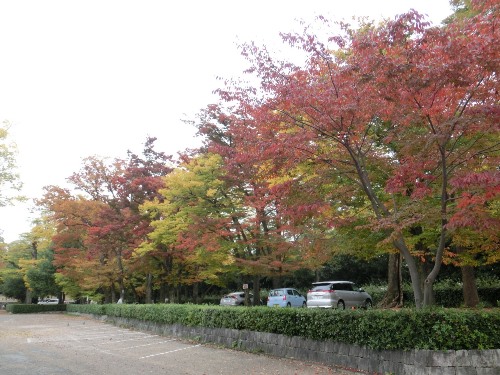 4567-13.11.7紅葉の木々　横.jpg